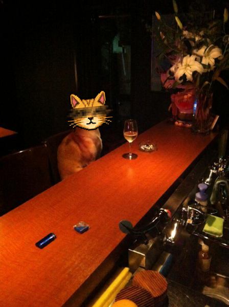 The cat alone at a bar