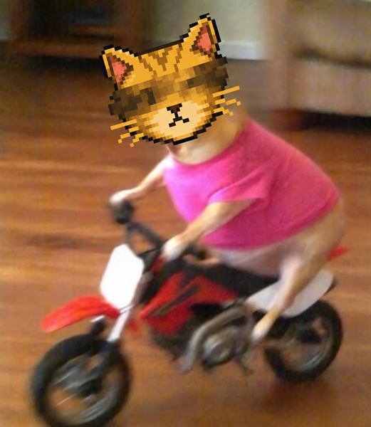 The cat on a motorcycle at night